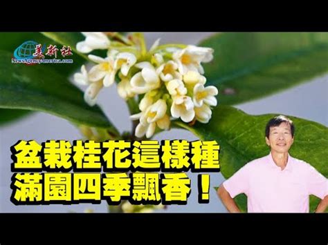 後院種桂花|桂花種植指南：微酸土壤、適當澆水、適度遮蔭，打造。